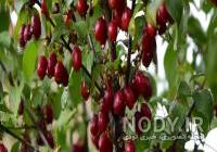 کاشت درخت زغال اخته کاشت درخت زغال اخته