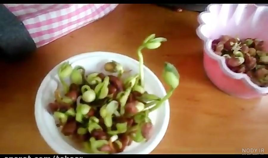 کاشت لوبیا چیتی در خانه