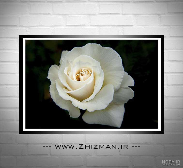 گل رز سفید نشانه چیست