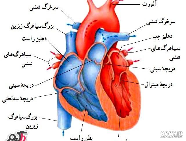 آناتومی قلب انسان pdf