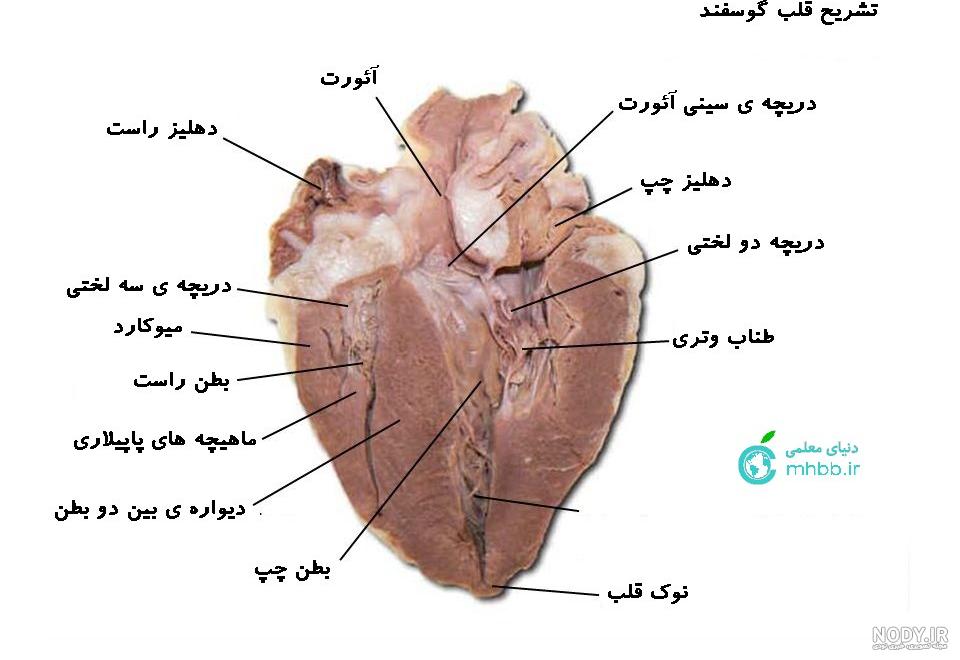 اندازه قلب انسان