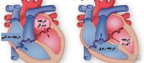 شکل قلب انسان