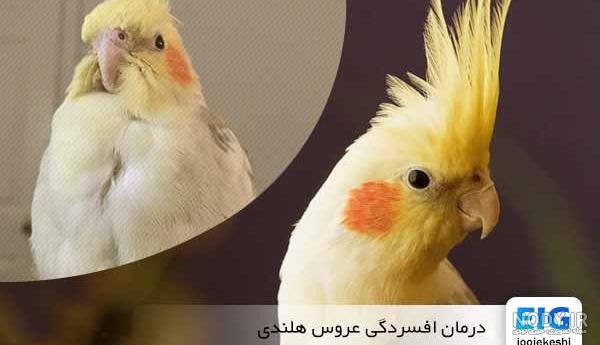 عروس هلندی لوتینو نر