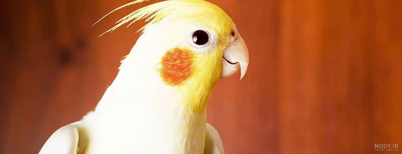 عکس جوجه عروس هلندی ۲۰ روزه