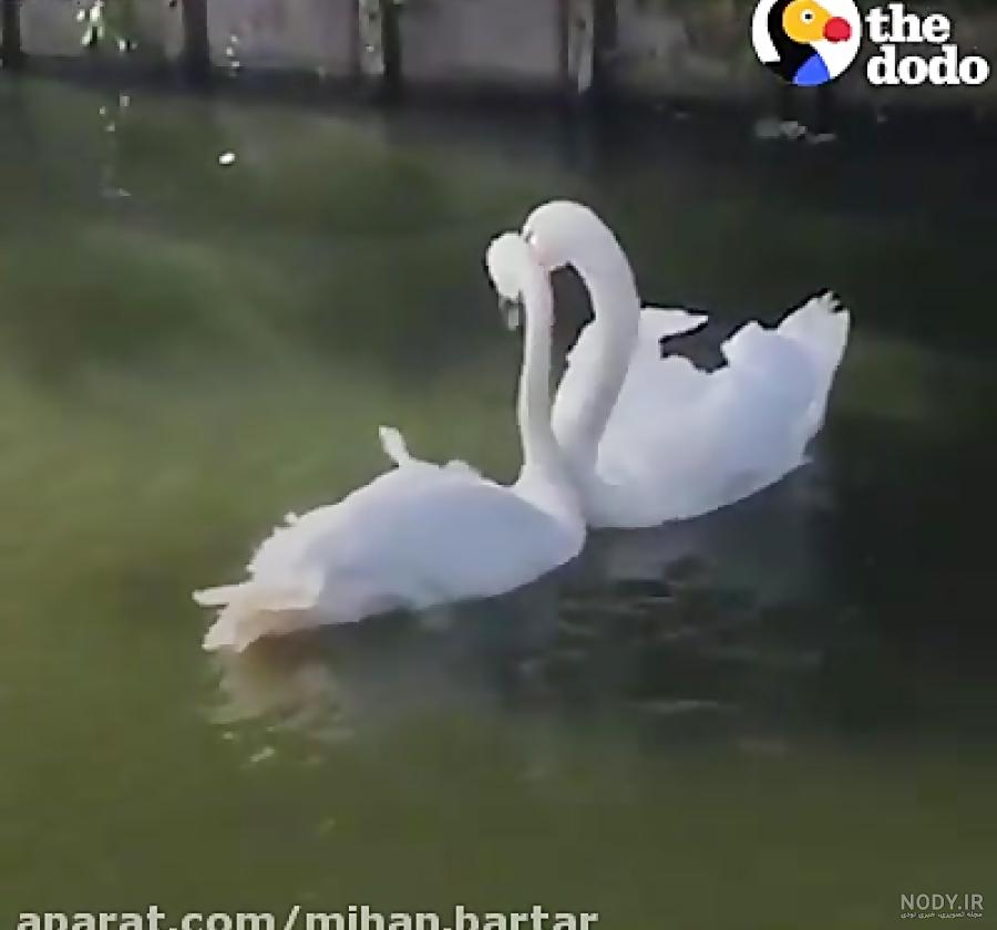 عکس زیبای قوها عکس زیبای قوها