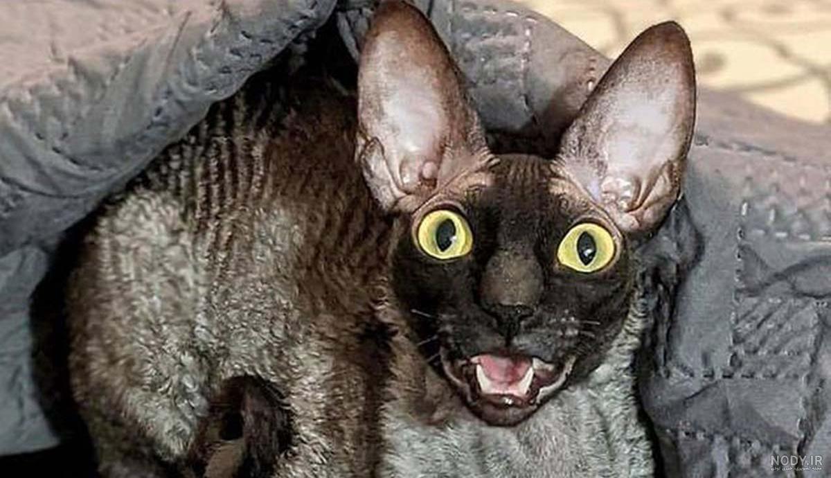 عکس سگ وگربه