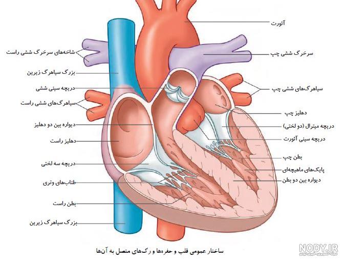 عکس قلب انسان