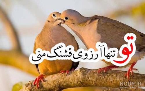 عکس قو سیاه عکس قو سیاه