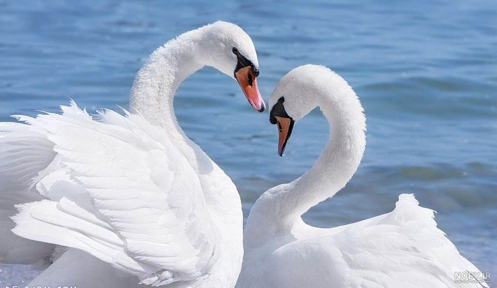 عکس نوشته قو عکس نوشته قو