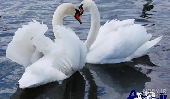 عکسهای پرنده قو عکسهای پرنده قو