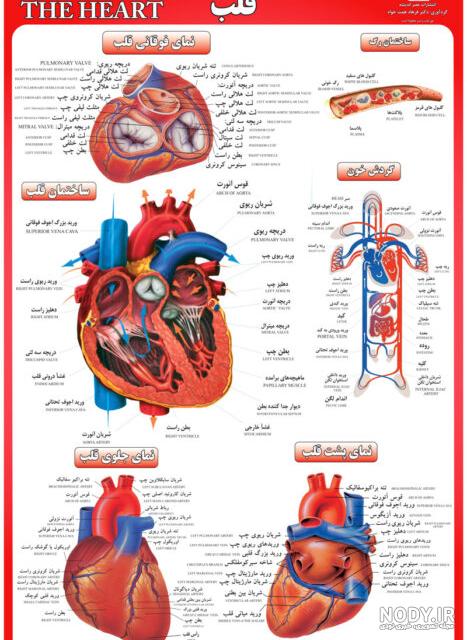 فیزیولوژی قلب گایتون pdf