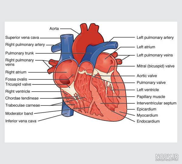 فیزیولوژی قلب گایتون ppt