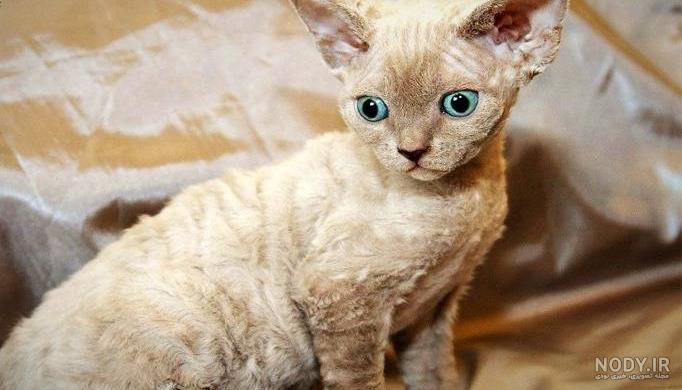 فیلم گربه خنده دار