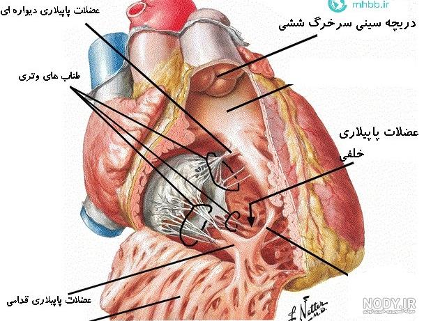 کارتون بدن چگونه کار میکند دوبله فارسی