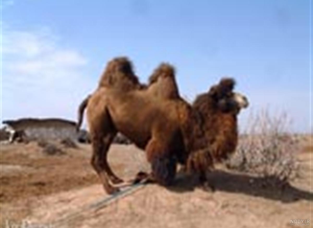 استبراء حیوان نجاست خوار چیست استبراء حیوان نجاست خوار چیست