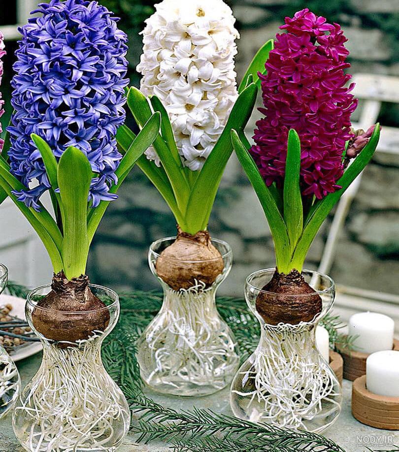بذر گل برای گلدان بذر گل برای گلدان