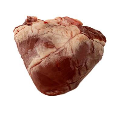 تشریح قلب گاو