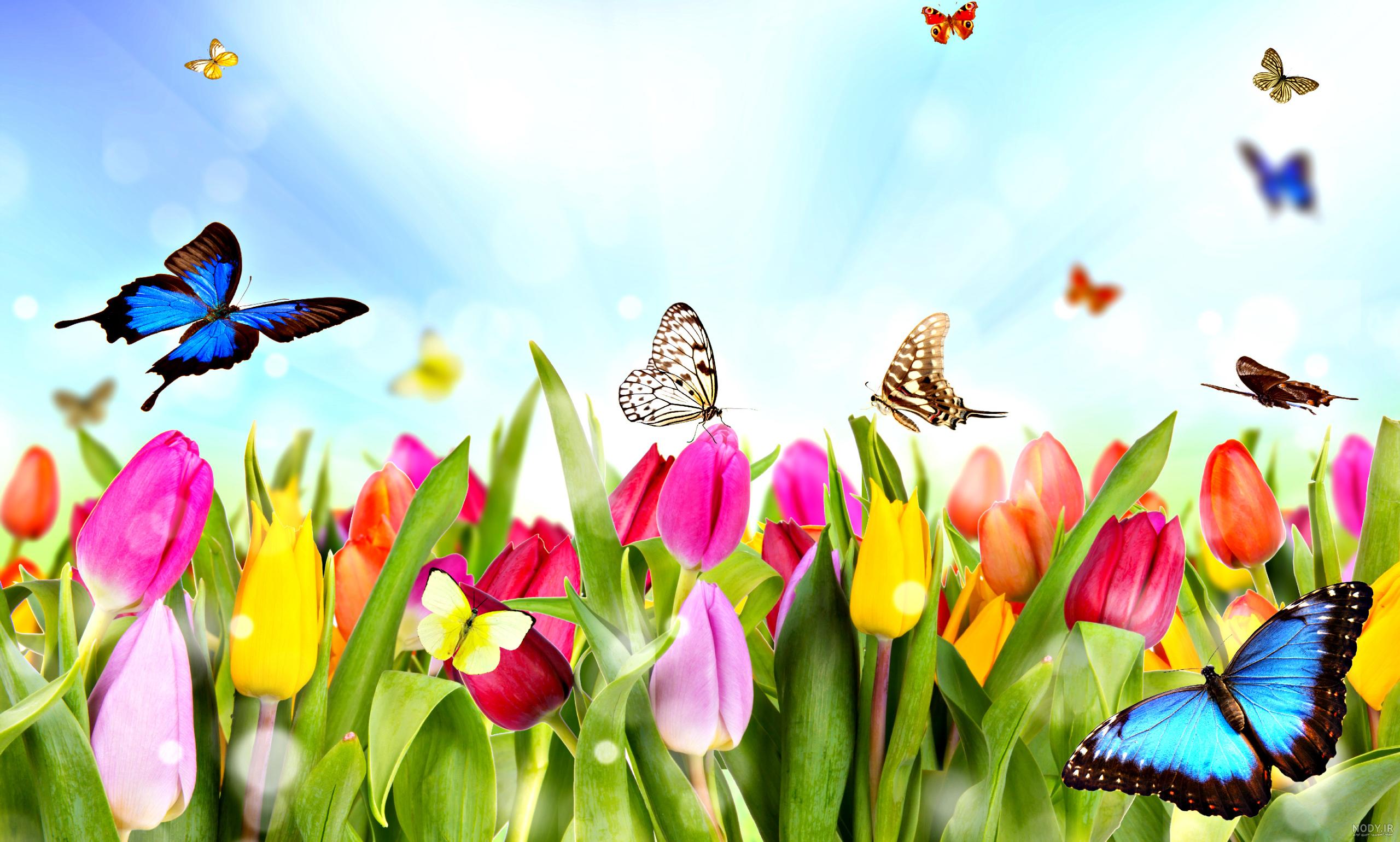 تصاویر طبیعت کارتونی
