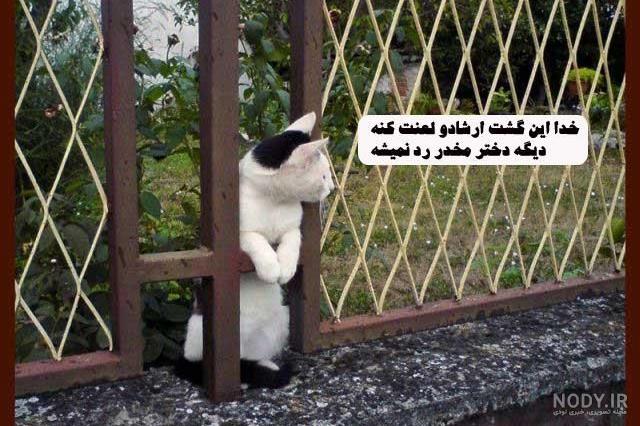تصویر زمینه گربه کارتونی تصویر زمینه گربه کارتونی