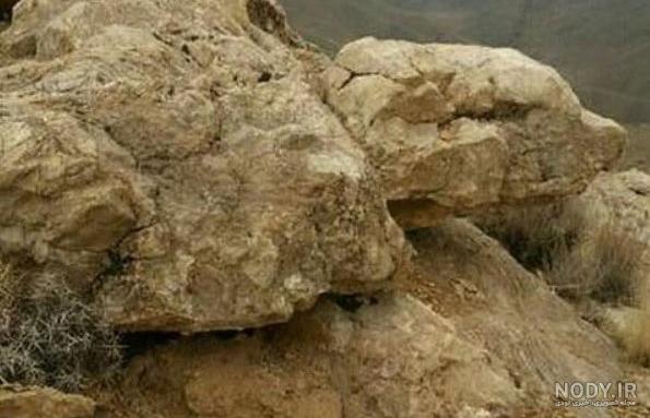 تصویر لاک پشت در دفینه تصویر لاک پشت در دفینه