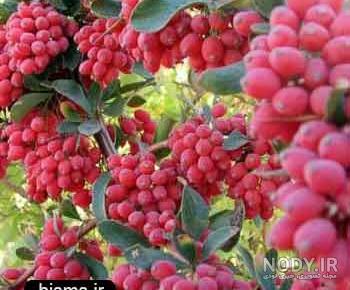 خرید آنلاین زرشک سیاه