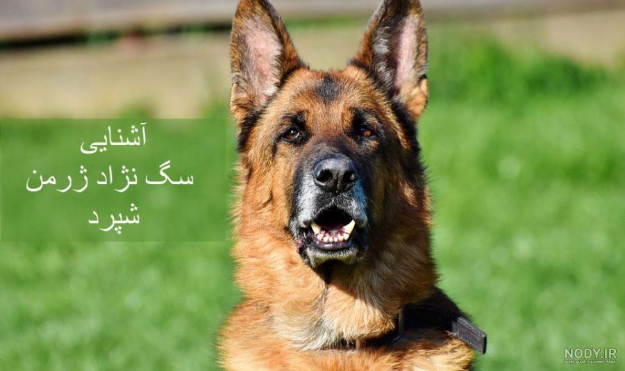 خرید توله سگ ژرمن شپرد ارزان خرید توله سگ ژرمن شپرد ارزان
