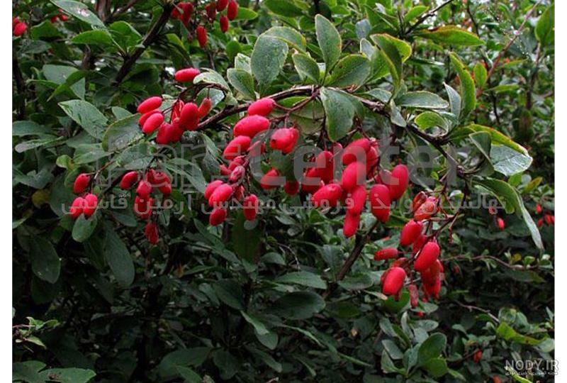 خواص زرشک کوهی سیاه