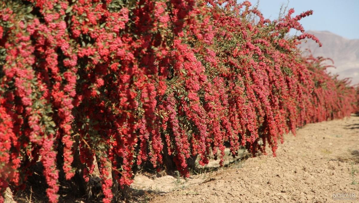 خواص گیاه زرشک کوهی