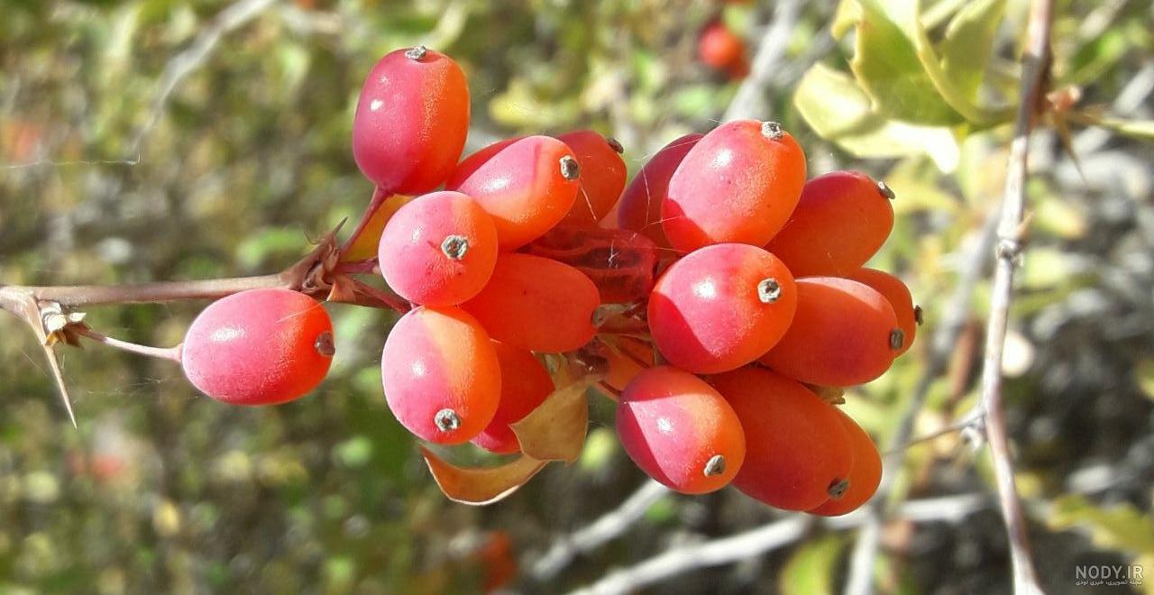 دمنوش زرشک خشک