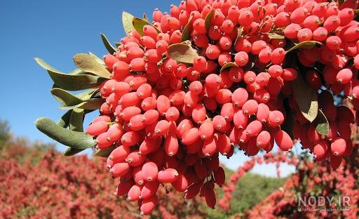 دمنوش زرشک کوهی