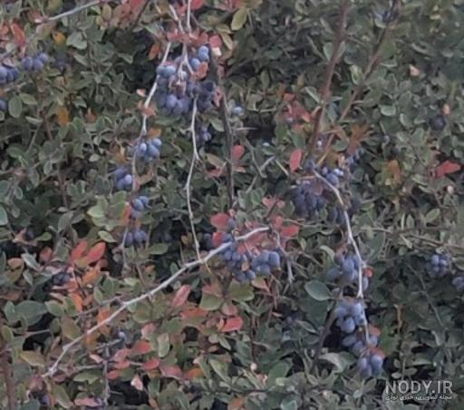 زرشک کوهی برای چی خوبه