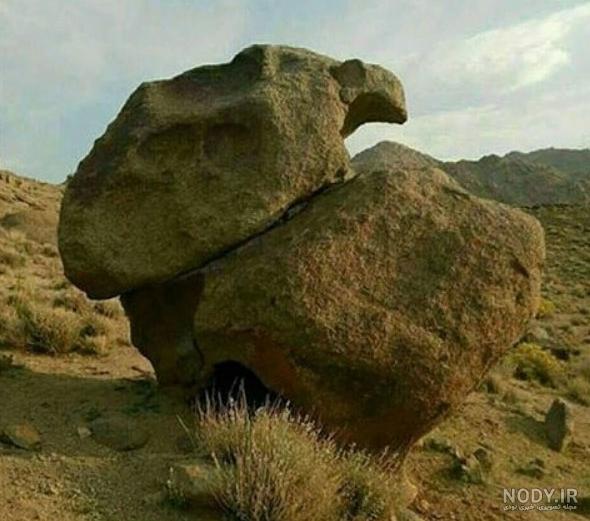 زیرخاکی لاک پشت زیرخاکی لاک پشت