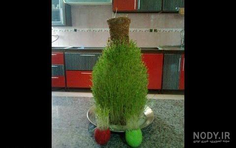 سبزه خاکشیر ساده سبزه خاکشیر ساده