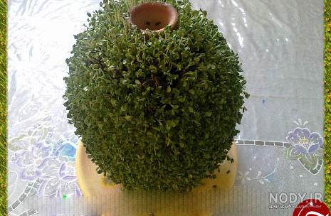 سبزه روی کوزه سبزه روی کوزه