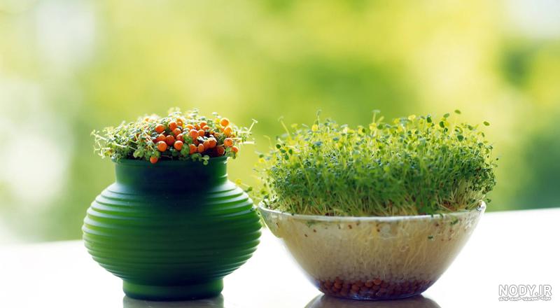 سبزه روی کوزه با خاکشیر سبزه روی کوزه با خاکشیر