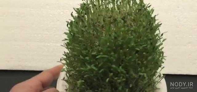 سبزه شاهی روی کوزه سبزه شاهی روی کوزه
