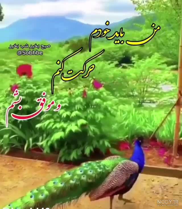 شادترین کلیپ برای وضعیت واتساپ
