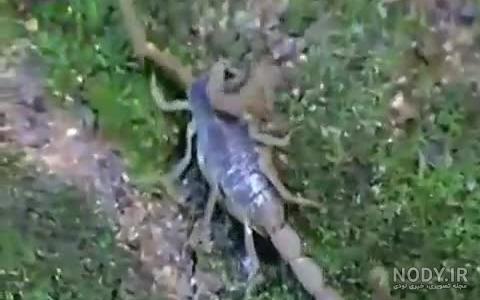 شاه عقرب سیاه شاه عقرب سیاه