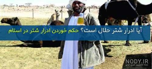 شتر نجاست خوار چیست شتر نجاست خوار چیست