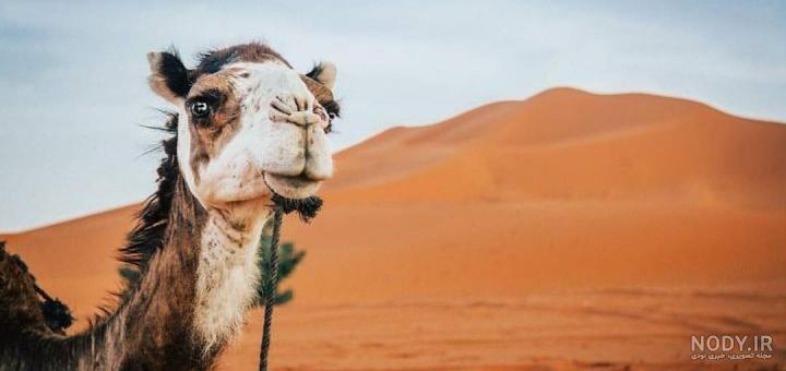 عرق شتر نجاست خوار ویکی عرق شتر نجاست خوار ویکی