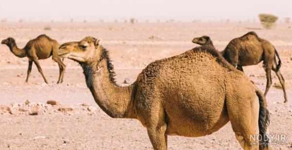 عرق شتر چیست عرق شتر چیست