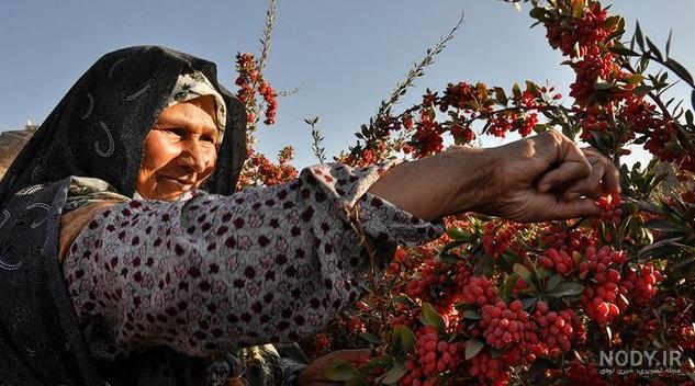 عکس اب زرشک کوهی