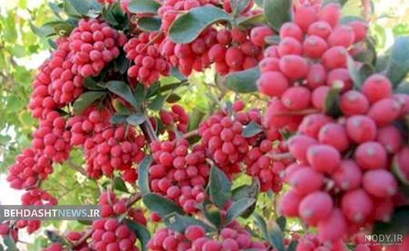 عکس بوته زرشک کوهی