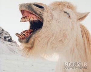 عکس خنده دار برای استوری