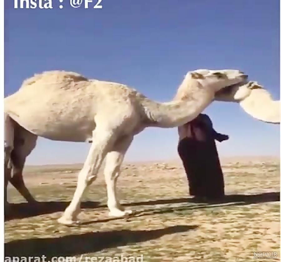 عکس خنده دار حیوانات با لباس