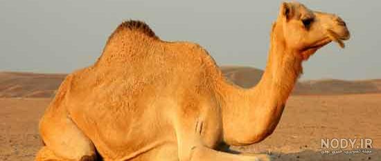 عکس خنده دار گربه