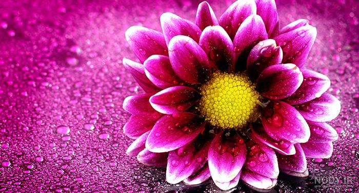 عکس دسته گل خواستگاری