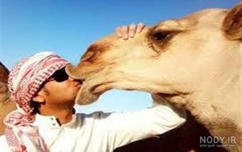 عکس شتر خنده دار