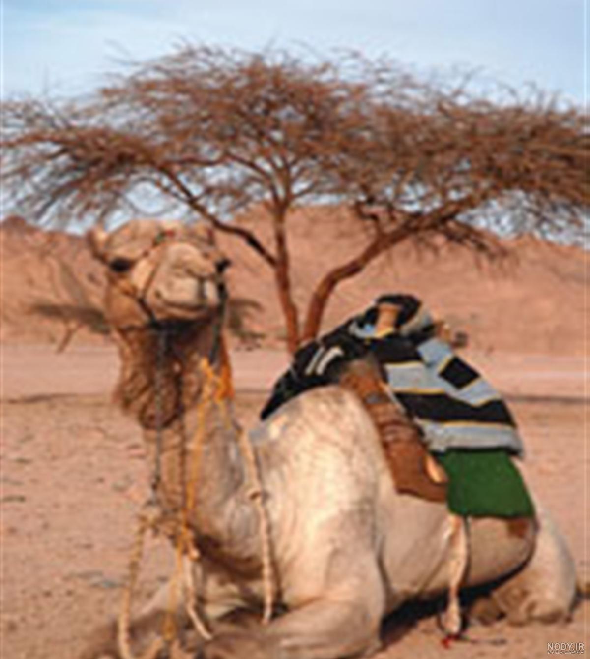 عکس شتر نجاست خوار عکس شتر نجاست خوار