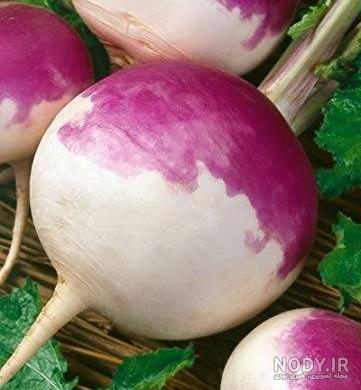 عکس شلغم شیرازی